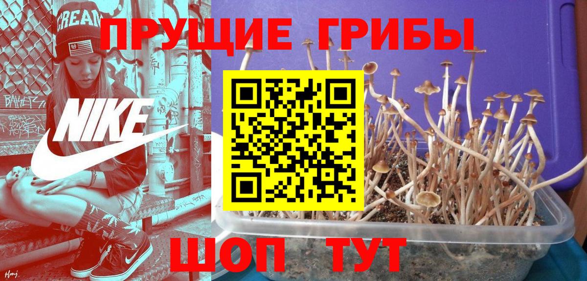 Псилоцибиновые грибы Psilocybe  Вход с VPN  Галлюциногенные грибы прущие грибы  Россошь 