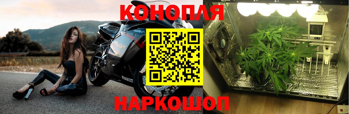 Бошки марихуана планчик  Каннабис THC 21%  Вход с VPN  Россошь 